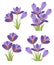 Purple crocuses. Crocus vernus Spring Crocus, Giant Crocus . Purple early spring flower. Flat  illustration isolated on