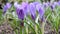 Purple crocuses flowers footage