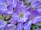 Purple Crocuses flowers with pesky Flies