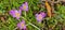 purple crocuses grow on a stony surface