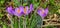 purple crocuses grow on a stony surface