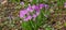 purple crocuses grow on a stony surface