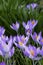 Purple crocuses open against deep green foliage