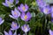 Purple crocuses with orange pollen-laden stamen