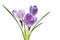 Purple crocuses with stripes on white