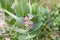 Purple Crown Flower Giant Indian Milkweed, Calotropis gigantea
