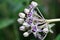 Purple Crown Flower ; Giant Indian Milkweed ; Gigantic Swallowwort Scientific Name : Calotropis Gigantea  Tropical Plant backdro