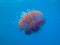 Purple Crown Jellyfish