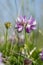 Purple crown vetch or Coronilla varia