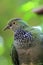 Purple-crowned fruit dove