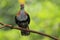 Purple-crowned fruit dove