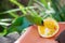 Purple Crowned Lorikeet Feeding