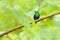 Purple-crowned woodnymph, Thalurania colombica fannyi, hummingbird in the Colombian tropical forest, blue an green glossy bird in