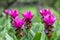 Purple Curcuma alismatifolia flower, is a tropical plant native to Thailand.Sometime call Siam tulip or summer tulip.