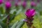 Purple Curcuma alismatifolia flower, is a tropical plant native to Thailand.Sometime call Siam tulip or summer tulip.