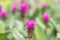 Purple Curcuma alismatifolia flower, is a tropical plant native to Thailand.Sometime call Siam tulip or summer tulip.