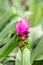 Purple Curcuma alismatifolia flower, is a tropical plant native to Thailand.Sometime call Siam tulip or summer tulip.