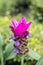 Purple Curcuma alismatifolia flower, is a tropical plant native to Thailand.Sometime call Siam tulip or summer tulip.