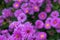 Purple Cutter flowers field