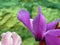 Purple Cyclamen Blossom with Raindrops