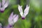 Purple Cyclamen  flower 