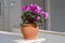 Purple cyclamen flower pot on the sil. Cyclamen persicumsowbread, or swinebread