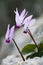 Purple Cyclamen flowers