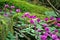 Purple Cyclamen Flowers in springtime