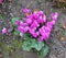 Purple cyclamen hederifolium