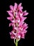 Purple cymbidium isolated on black