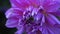 Purple Dahlia flower petals macro close up