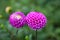 Purple Dahlia Flowers