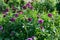 Purple Dahlia variety Hugs `n Kisses flowering in a garden