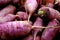 Purple Daikon Radishes