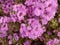 PURPLE! Dainty Purple Texas Sage Flowers!