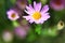 Purple daisies bloom beautifully alongside the tiny buds