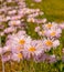 Purple daisies in field