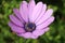 Purple Daisy