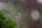 Purple daisy or brachyscome multifida flowers on nature background