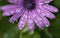 Purple daisy flower with raindrops