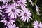 Purple daisy flowers