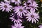 Purple daisy flowers