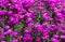 Purple daisy-like trailing ice plant delosperma flowers ground cover, iceplant