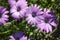 Purple daisy and water droplets. A group of purple daisies.