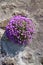 Purple Dalmatian Wall Flower