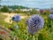 Purple Dandelion, Bristol, England