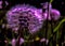 Purple Dandelion flower