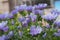 purple dandelion in a garden