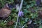 Purple dandelion  the mountain meadow, Slovakia