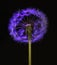 Purple Dandelion Seed Head on Black Background